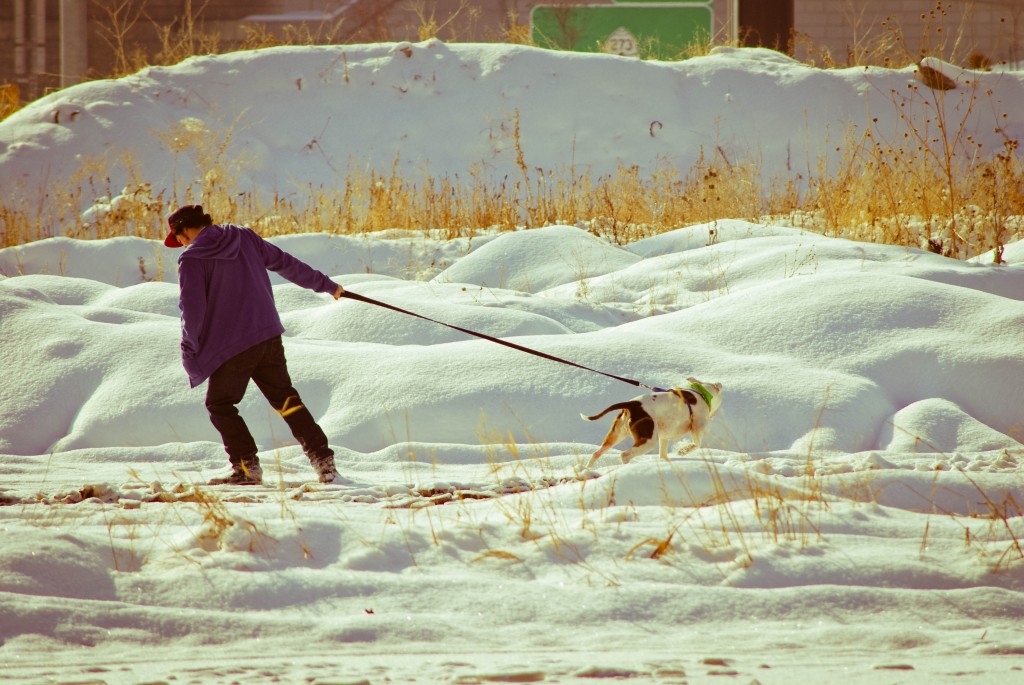 Man Walking Dog r. nail bradshaw via flickr